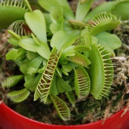 ハエトリ草
