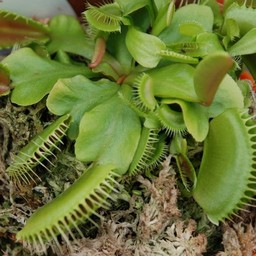 ハエトリ草