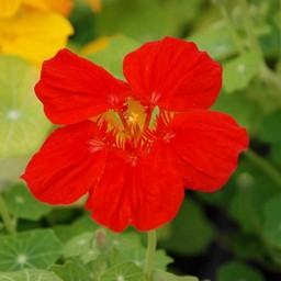 金蓮花