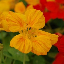 金蓮花