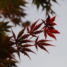 モミジ