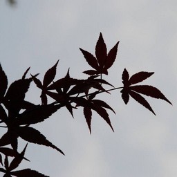 モミジ