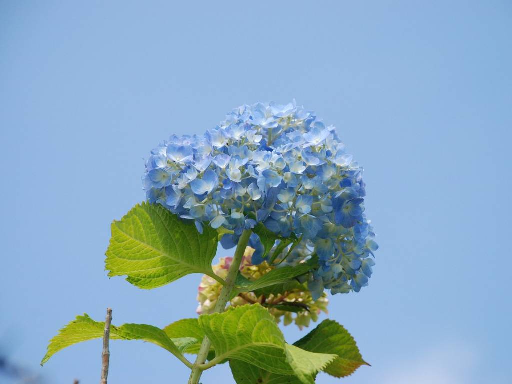 ʌzJsEsفErEz - ԁi6Bej - ʐ^f - ݃{