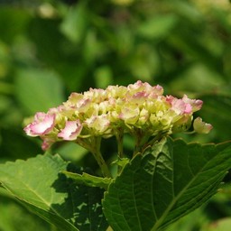 紫陽花