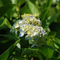 紫陽花
