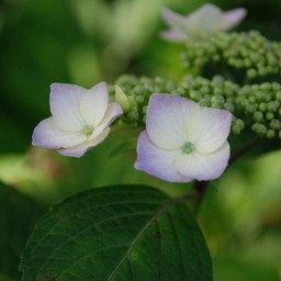 紫陽花
