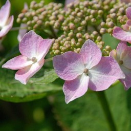 紫陽花