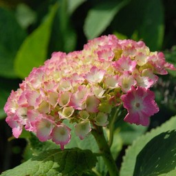 紫陽花