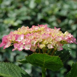 紫陽花