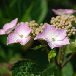 紫陽花