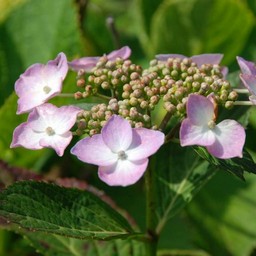 紫陽花