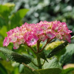 紫陽花