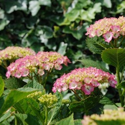 紫陽花