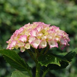 紫陽花