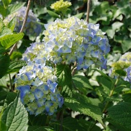 紫陽花