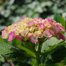 紫陽花