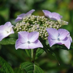 紫陽花