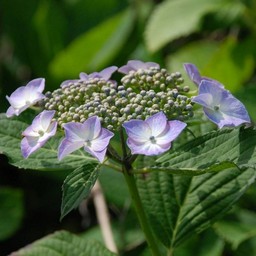 紫陽花