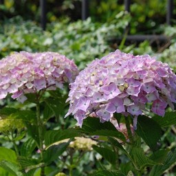 紫陽花