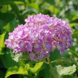 紫陽花