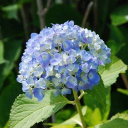紫陽花