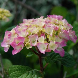 紫陽花