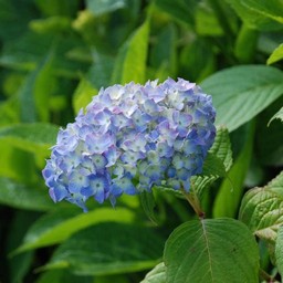 紫陽花