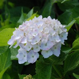 紫陽花
