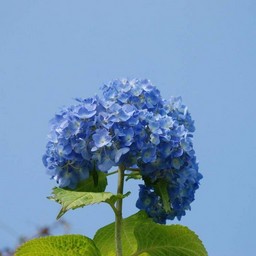 紫陽花