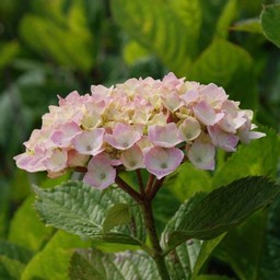 紫陽花