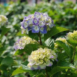 紫陽花