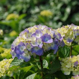 紫陽花