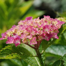 紫陽花