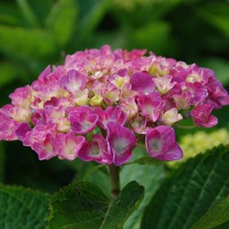 紫陽花