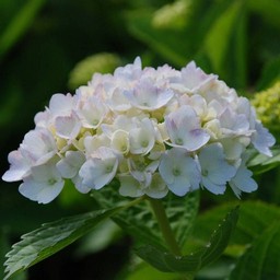 紫陽花