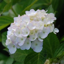 紫陽花
