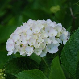 紫陽花