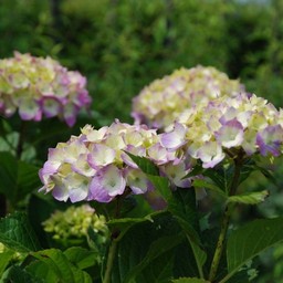 紫陽花