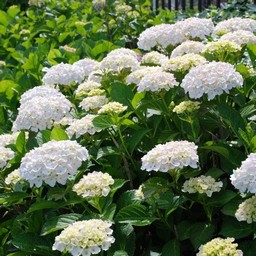 紫陽花