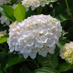 紫陽花