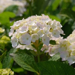 紫陽花