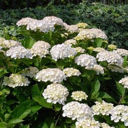 紫陽花