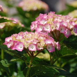 紫陽花