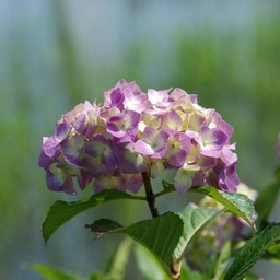 紫陽花