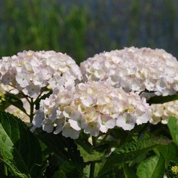 紫陽花