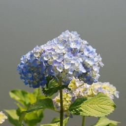 紫陽花