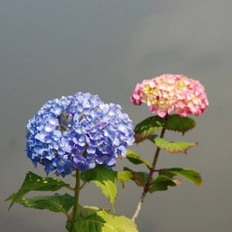 紫陽花