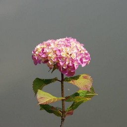 紫陽花