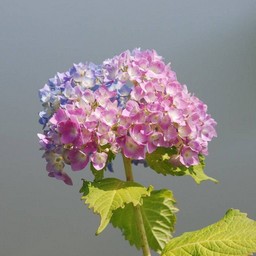 紫陽花