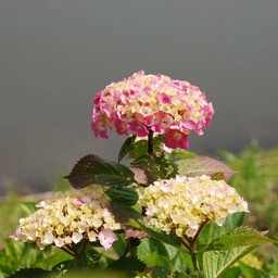 紫陽花